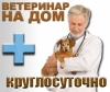 ВетДруг